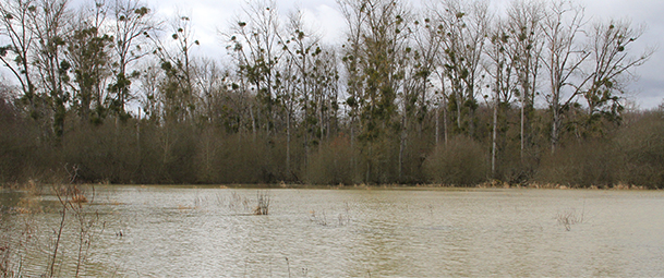 un marécage avec un temps gris